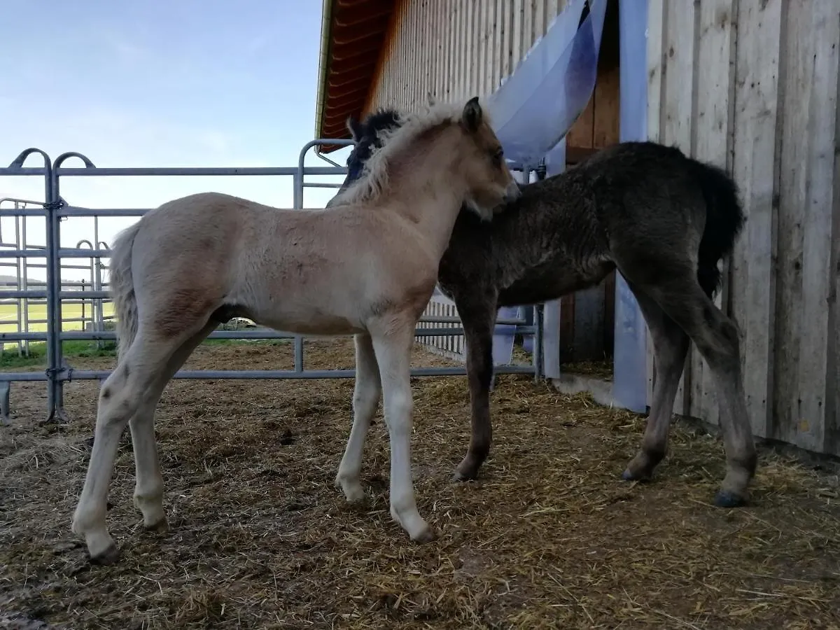 Ponyhof Adam Urlaub Auf Dem Bauernhof Apartment Eschlkam 0*,