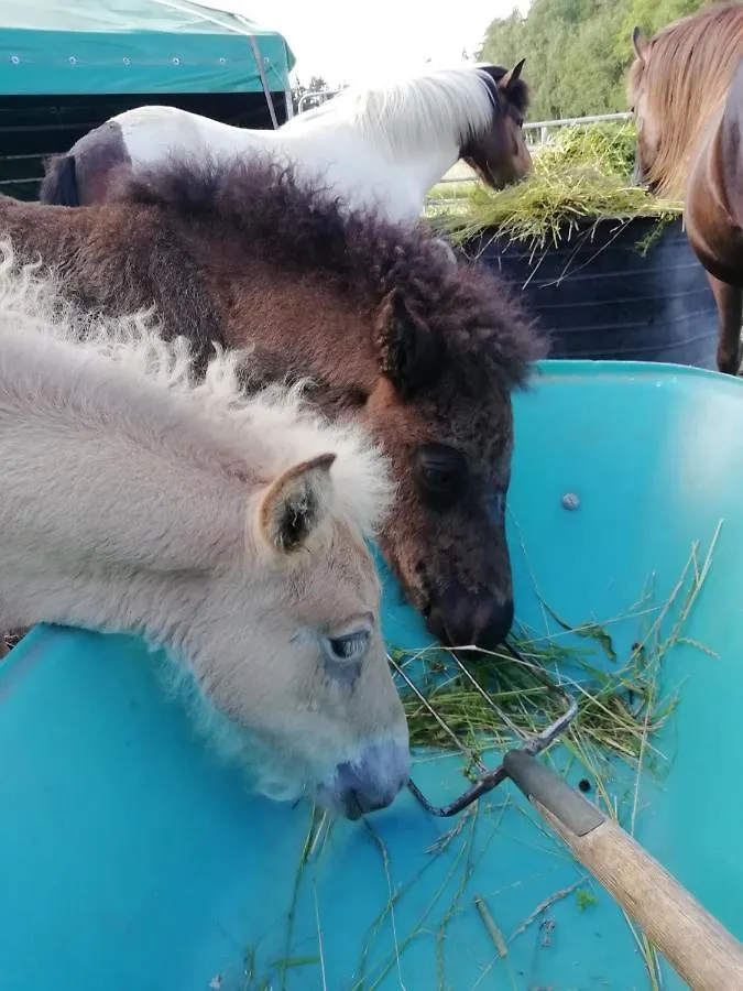 Ponyhof Adam Urlaub Auf Dem Bauernhof Apartment Eschlkam
