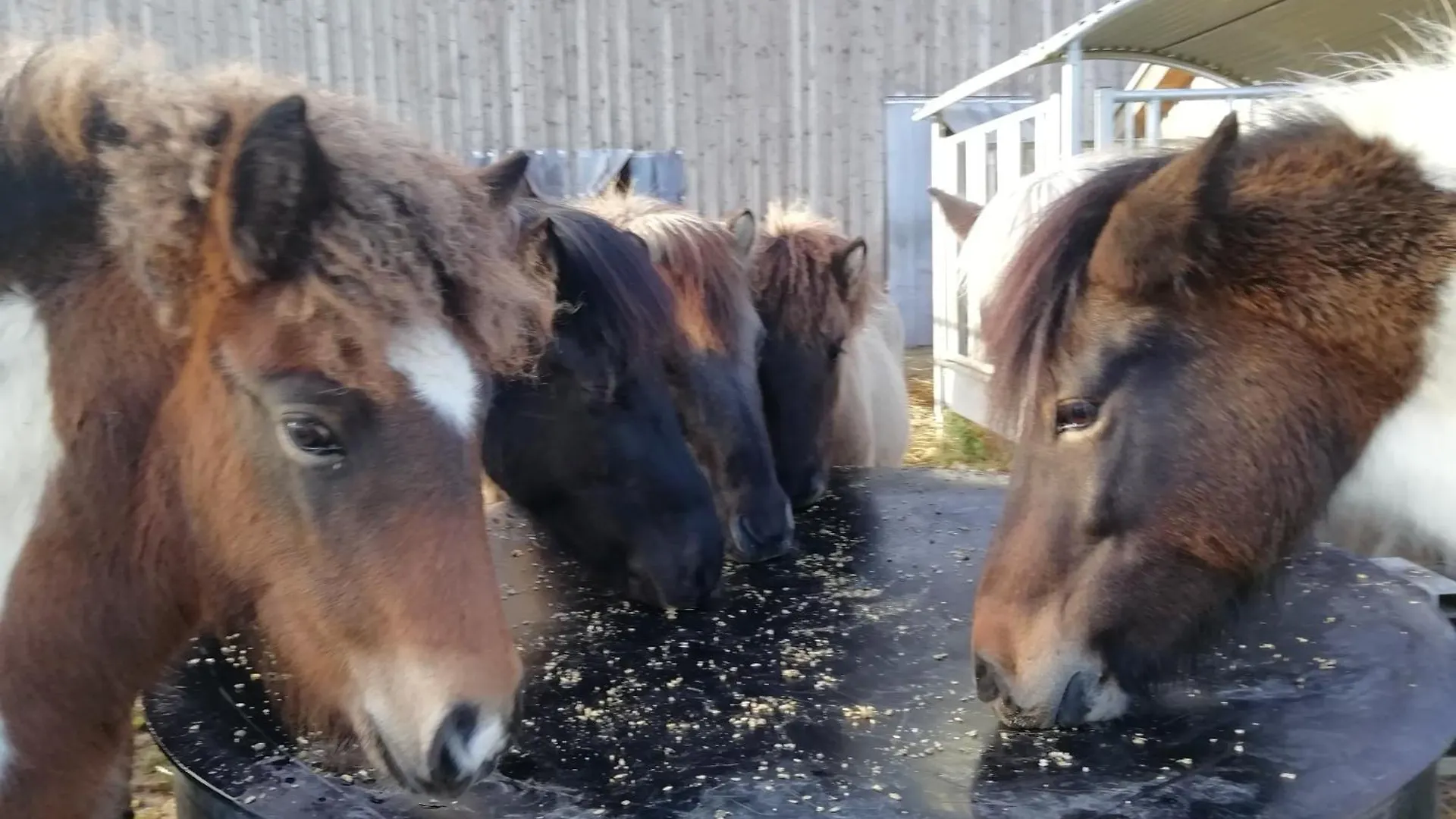 Ponyhof Adam Urlaub Auf Dem Bauernhof Apartment Eschlkam 0*,  Germany
