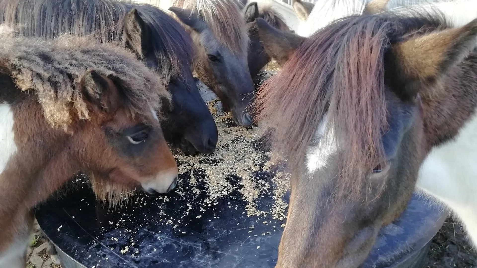 Ponyhof Adam Urlaub Auf Dem Bauernhof Apartment Eschlkam