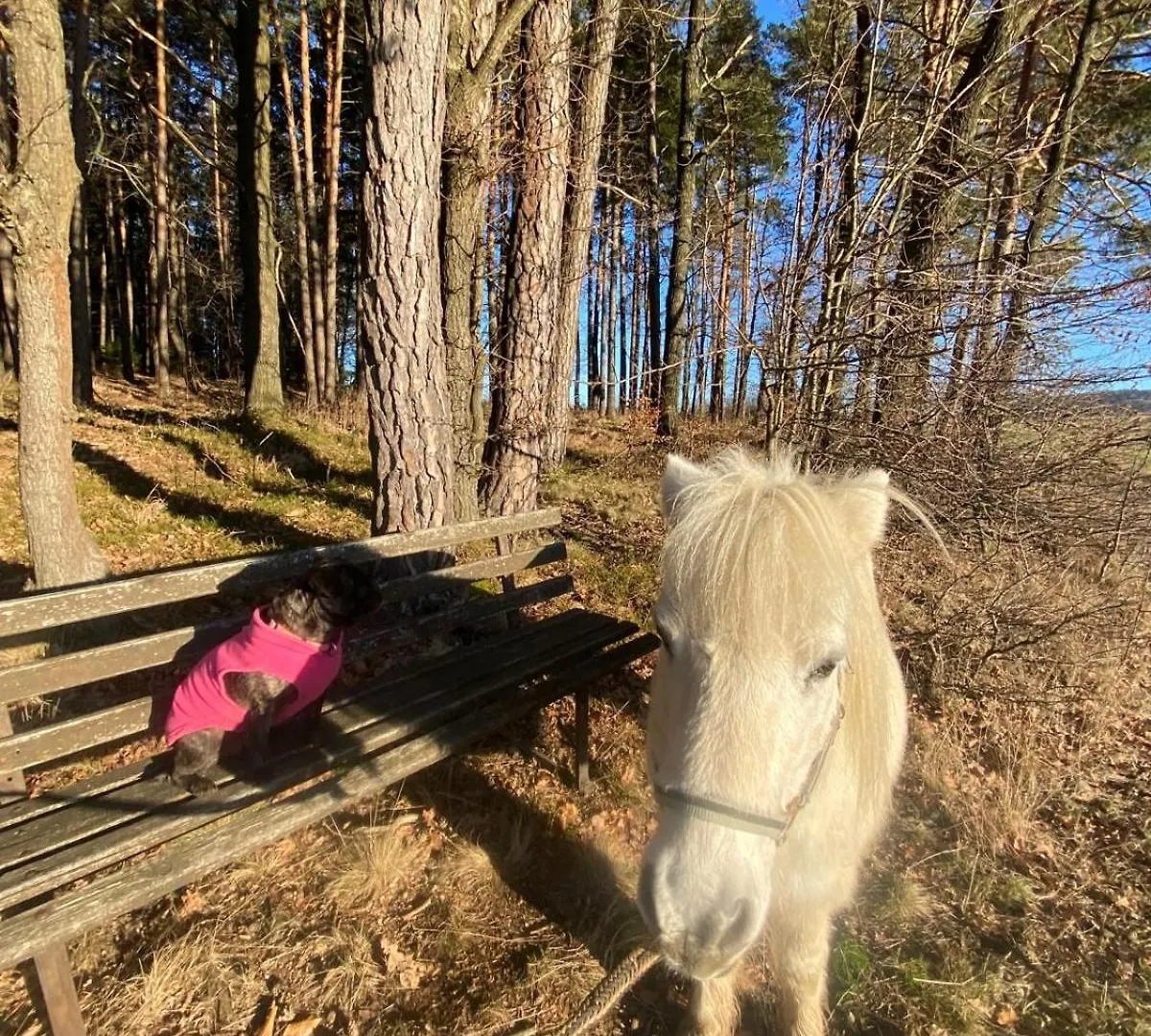 Ponyhof Adam Urlaub Auf Dem Bauernhof Apartment Eschlkam