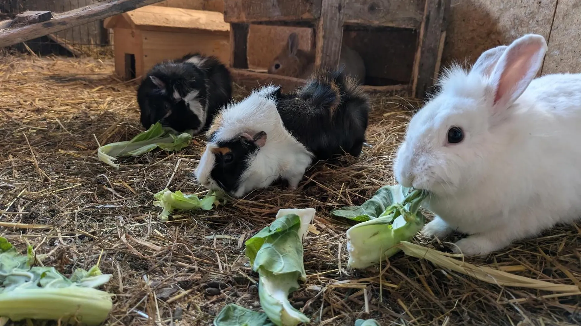 Ferienwohnung Ponyhof Adam Urlaub auf dem Bauernhof Eschlkam 0*,  Deutschland
