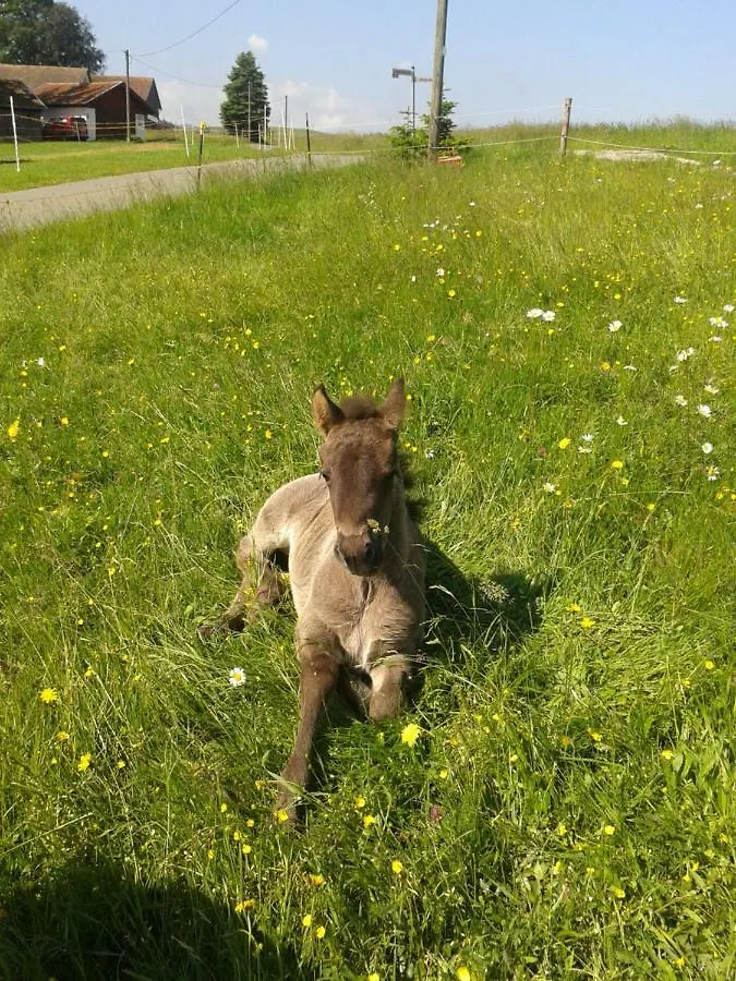 Ponyhof Adam Urlaub Auf Dem Bauernhof Apartment Eschlkam