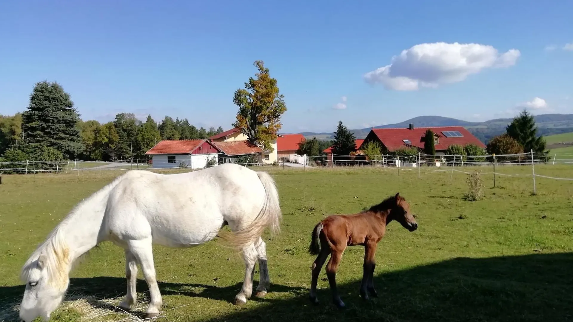Ponyhof Adam Urlaub Auf Dem Bauernhof Apartment Eschlkam Germany