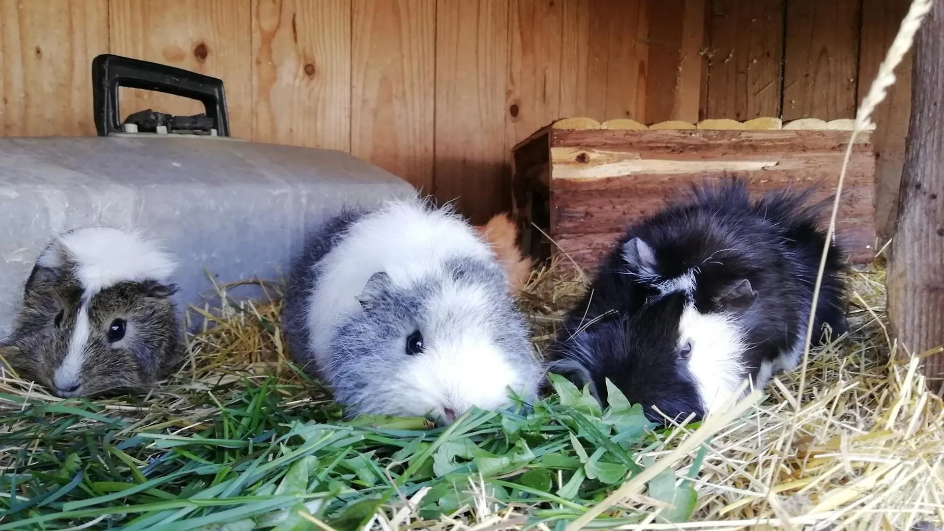 Ferienwohnung Ponyhof Adam Urlaub auf dem Bauernhof Eschlkam Deutschland
