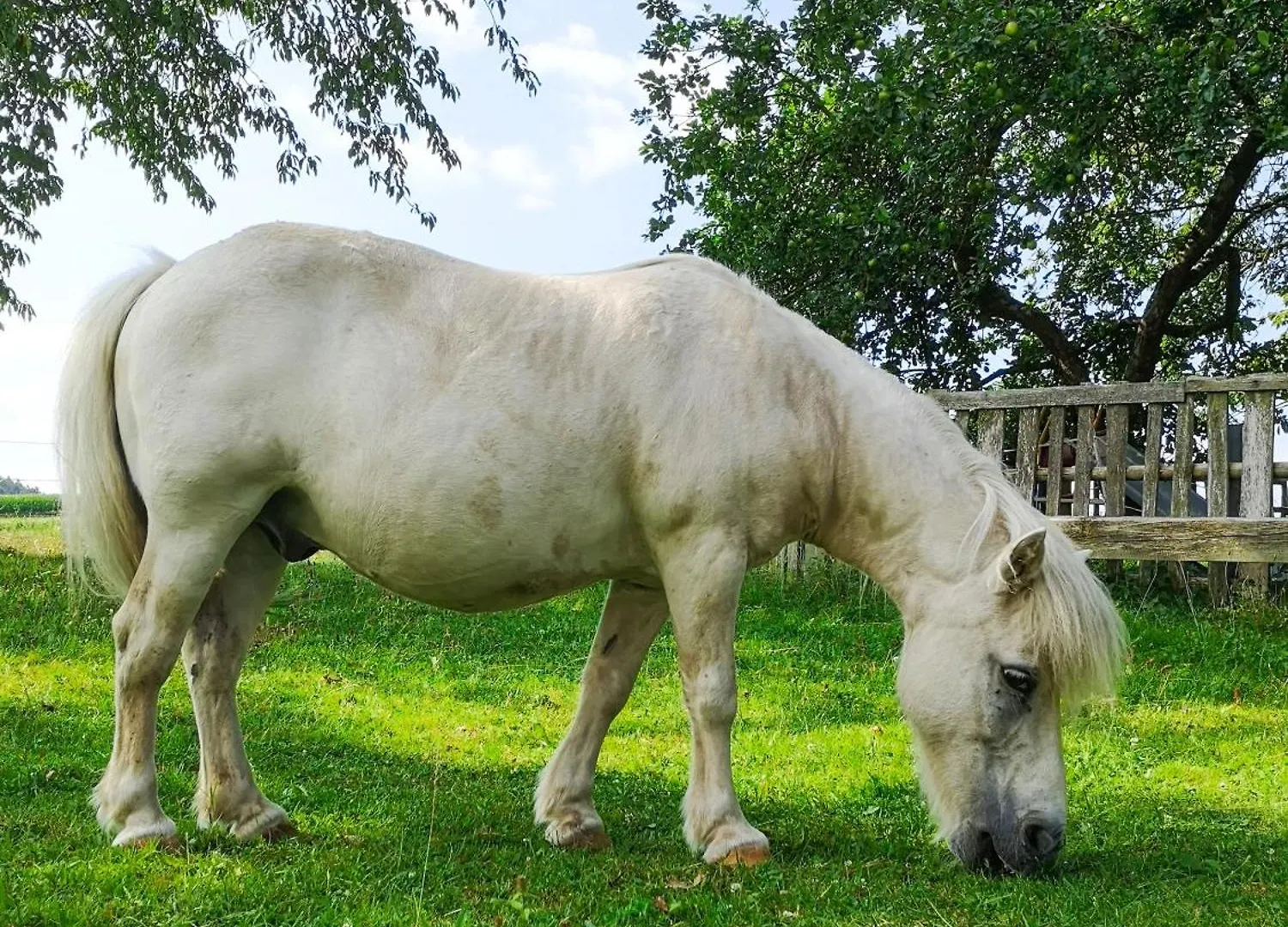 Apartment Ferienwohnung Ponyhof Adam Urlaub auf dem Bauernhof Eschlkam Deutschland